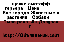 щенки амстафф терьера › Цена ­ 30 000 - Все города Животные и растения » Собаки   . Тыва респ.,Ак-Довурак г.